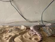 İstanbul’da ejder ve piton yılanlarının da aralarında olduğu 12 sürüngen hayvan ele geçirildi