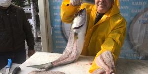 Reklamı Kapat     Reklamı Kapat Kofana balığı 300 liradan 80 liraya düştü