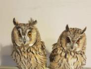 Bisikletle bile takas ediyorlar! Yılan, baykuş, akrep satıyorlar…