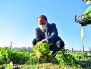 YAŞAM BAHÇESİ’NDE İLK KIŞ HASADI YAPILDI