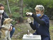 SOKAK HAYVANLARINA KUDUZ AŞISI
