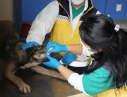 2020 yılında 15 bin 880 can dosta yardım eli uzatıldı