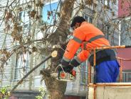 AĞAÇLAR SAĞLIKLI BİR GÖRÜNÜME KAVUŞUYOR