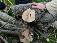 ESENYURT BELEDİYESİ TEKE BÖCEĞİYLE MÜCADELEYİ SÜRDÜRÜYOR