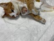 SOKAKTA DOĞUM YAPMAKTA GÜÇLÜK ÇEKEN KEDİNİN YARDIMINA EKİPLER KOŞTU