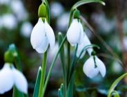 Bu çiçeği koparmanın cezası 80 bin 465 lira