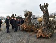 AVCILAR BELEDİYESİ ASIRLIK AĞAÇLARI KURTARMAYA DEVAM EDİYOR