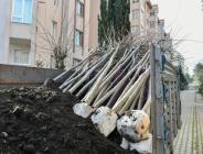 ESENYURT’TA KESİLMEK ZORUNDA KALAN AĞAÇLARIN YERİNE YENİLERİ DİKİLDİ