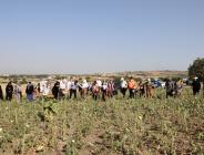 Büyükçekmece bilimsel tarımın ilk mahsullerini almaya başladı