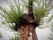 ESENYURT BELEDİYESİ, ASIRLIK ZEYTİN AĞAÇLARINI KESİLMEKTEN KURTARIP İLÇEYE KAZANDIRDI