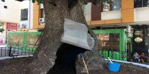 İki asırlık anıt ağacı, ölümcül bakterilerden temizlendi