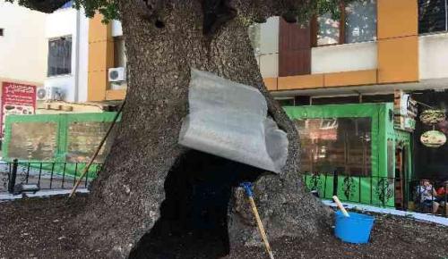 İki asırlık anıt ağacı, ölümcül bakterilerden temizlendi