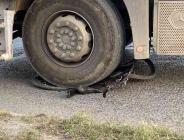 Büyükçekmece’nin maskotunu tır ezdi…