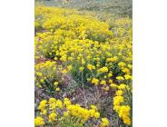 Büyükçekmece’de  şifalı bitkiler üretiliyor