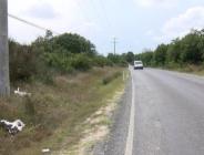 Silivri’de onlarca leylek öldü,