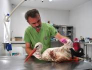 YARALI LEYLEK KORUMA ALTINA ALINDI