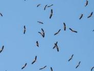 Güneye göçen leylekler Büyükçekmece semalarında