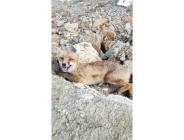 Silivri’de yaralı tilki yavrusu belediye ekiplerince kurtarıldı