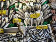 İstanbul’da tezgahlarda balık çeşitliliği yaşanıyor