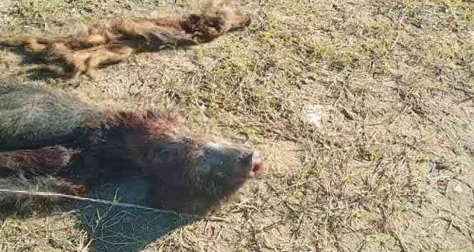 İstanbul’da 6 domuz avlandı, etleri alınıp sakatatları bırakıldı