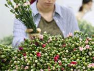 Kraliçe Elizabeth’in cenazesi için Türkiye’den 1,5 milyon dal karanfil