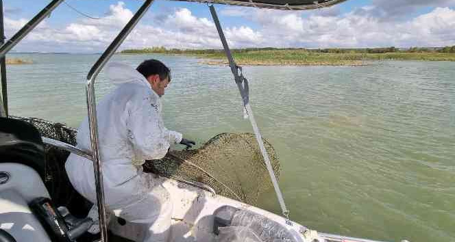 Büyükçekmece Gölü kaçak balık avcılığında kullanılan malzemelerden temizleniyor