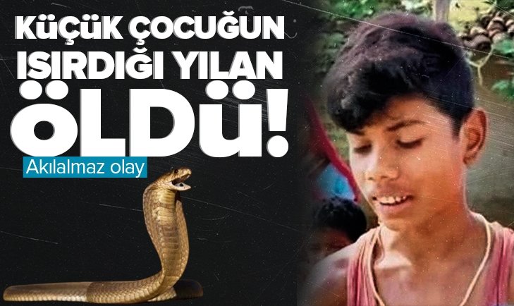 8 yaşındaki çocuğun ısırdığı kobra öldü.