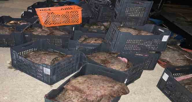 İstanbul’da yasa dışı avlanan 9 ton kalkan balığı ele geçirildi
