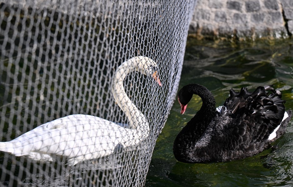 Kuğulu Park’ta kavga eden kuğular için belediye önlem aldı