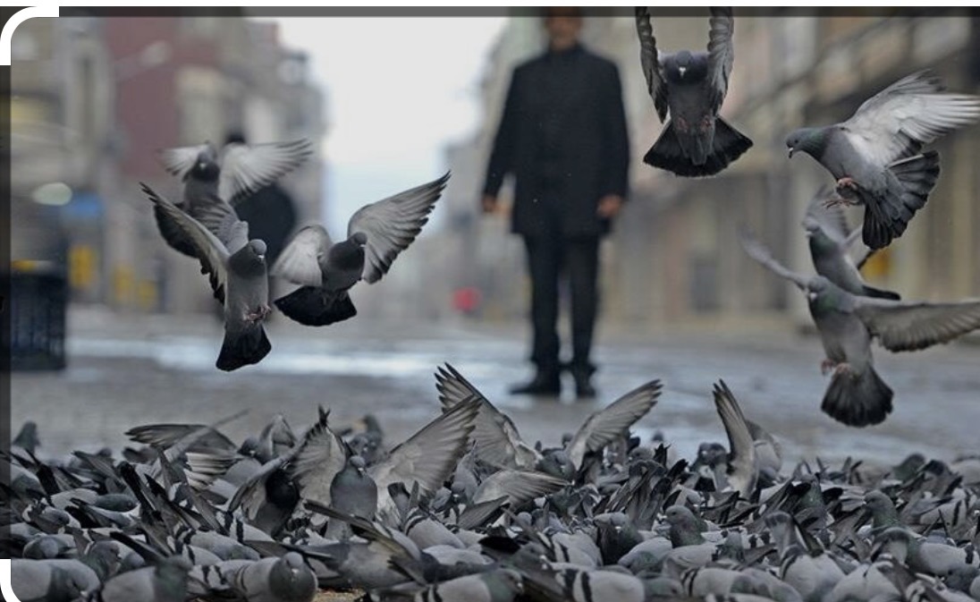 Güvervinlere doğum kontrolü uygulayacaklar